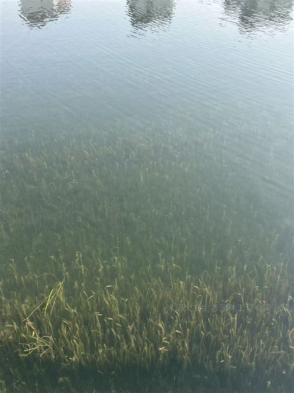 生态河床 植生毯 人工浮床