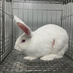 生物相容性检测-家兔热源试验