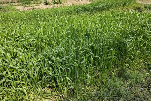 吉林市生態(tài)環(huán)境局科學推進污染地塊治理修復