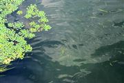 湖北襄陽推動跨流域協作護航水生態“蝶變”
