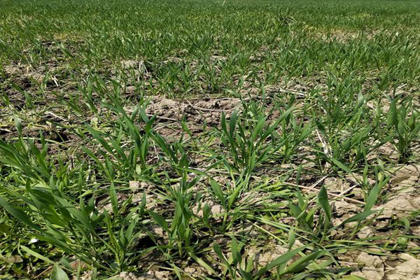 公開征求意見！《關(guān)于規(guī)范建設(shè)用地“環(huán)境修復(fù)＋開發(fā)建設(shè)”工作的通知（試行）》（征求意見稿）