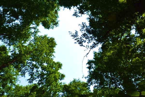 便利重點(diǎn)排放單位配額結(jié)轉(zhuǎn)，相關(guān)工作安排來了