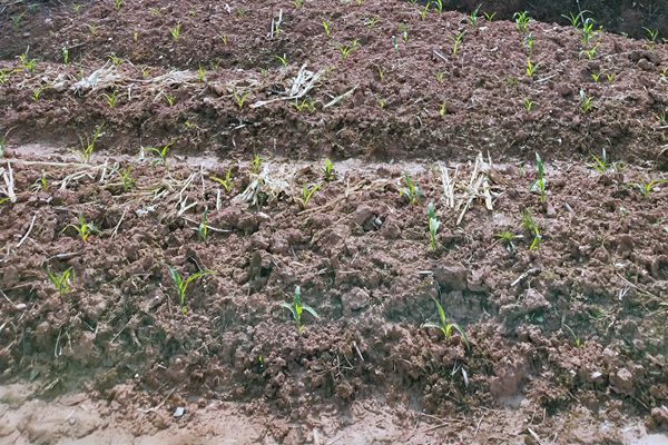 永清環(huán)保攜手中機(jī)國(guó)際中標(biāo)近億元土壤修復(fù)項(xiàng)目