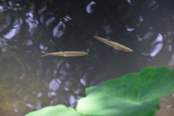 亳州市蒙城縣系統(tǒng)施策推進(jìn)水環(huán)境治理