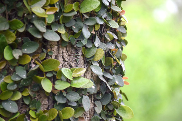 2025年全國核發(fā)綠證29.47億個