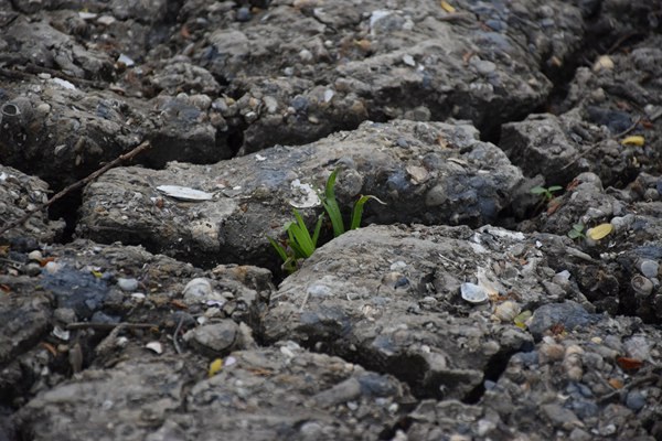 《土壤污染防治資金管理辦法》修訂發(fā)布！