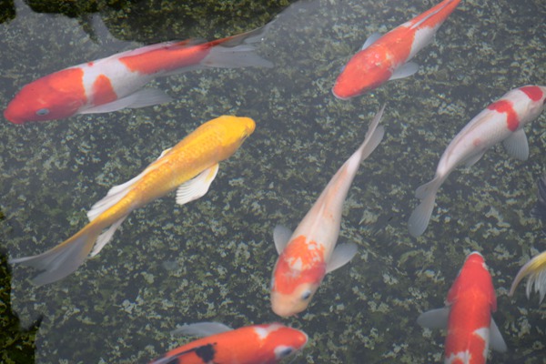 重磅！長江環(huán)保集團牽頭編制的國際標準正式發(fā)布