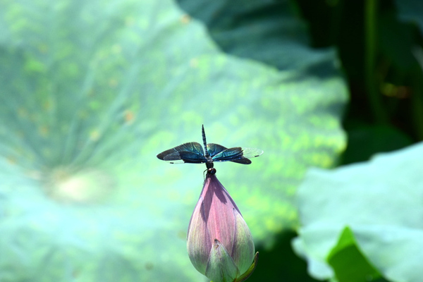 市場(chǎng)監(jiān)管總局啟動(dòng)檢驗(yàn)檢測(cè)智慧監(jiān)管能力提升攻堅(jiān)行動(dòng)