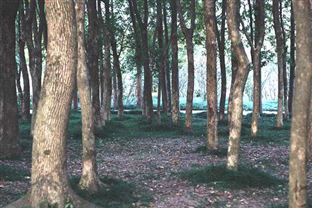 人民银行四川省分行：让企业“降碳表现”成为贷款“指标”！