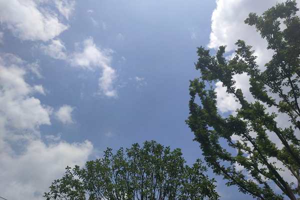 AI等数字技术赋能90多个生态环境项目