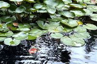 中国环境保护产业协会:关于2026年生态环境保护实用技术和典型工程推荐工作的通知