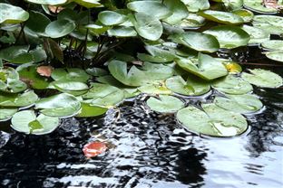 中国环境保护产业协会：关于2026年生态环境保护实用技术和典型工程推荐工作的通知