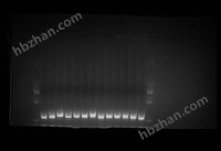 DNA.jpg